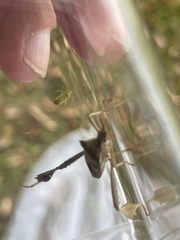 Leptoglossus phyllopus