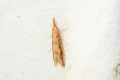 Donacaula melinellus