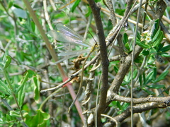 Brachynemurus versutus