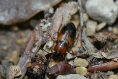 Stenolophus teutonus