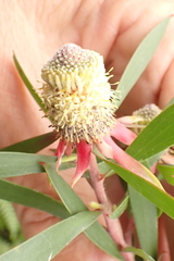 Leucadendron conicum