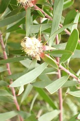 Leucadendron conicum