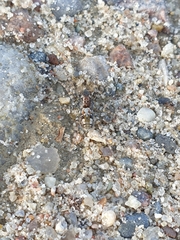 Arctosa perita