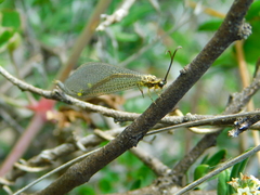 Brachynemurus versutus