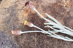 Syncarpha gnaphaloides