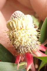 Leucadendron conicum