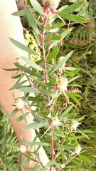 Leucadendron conicum
