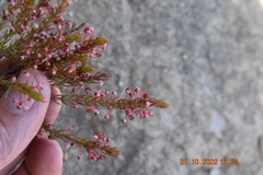 Erica rubiginosa