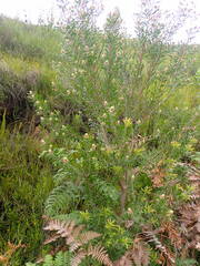 Leucadendron conicum