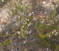 Muraltia satureioides