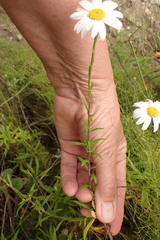 Osmitopsis osmitoides