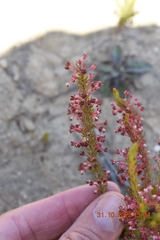 Erica rubiginosa