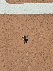 Cryptorhynchus fuscatus