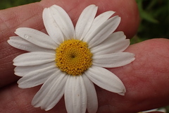 Osmitopsis osmitoides