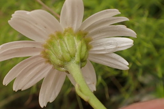 Osmitopsis osmitoides