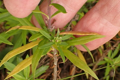 Osmitopsis osmitoides