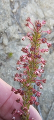 Erica rubiginosa