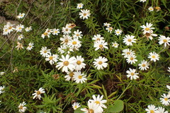 Osmitopsis osmitoides