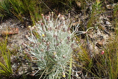 Syncarpha gnaphaloides