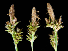 Carex lemmonii