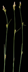 Carex lemmonii