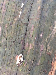 Serpula himantioides