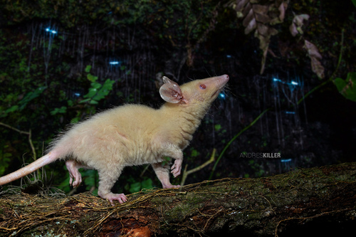 Southern Opossum