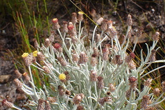 Syncarpha gnaphaloides