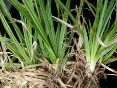 Carex lemmonii