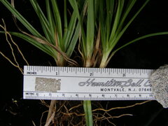 Carex lemmonii