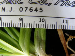 Carex lemmonii