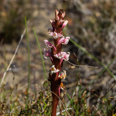 Satyrium stenopetalum