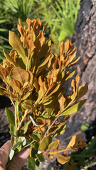 Lyonia fruticosa
