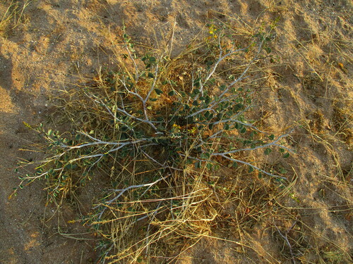 Image of Adenolobus pechuelii by no rights reserved