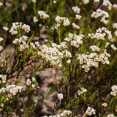 Diosma hirsuta