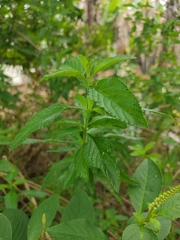 Lippia alba