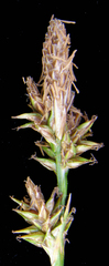 Carex lemmonii