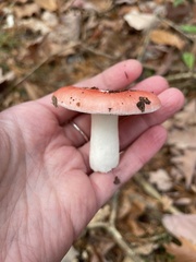 Russula rosacea