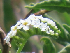 Heliotropium steudneri