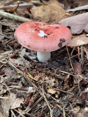 Russula rosacea