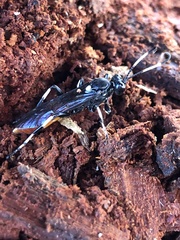 Ichneumon devinctor