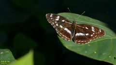 Limenitis helmanni