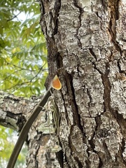 Anolis stratulus