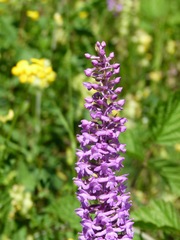 Gymnadenia densiflora