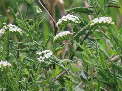 Heliotropium steudneri