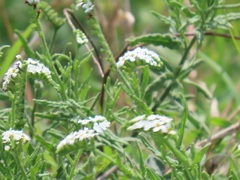 Heliotropium steudneri