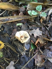 Lactarius pubescens