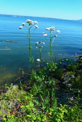 Valeriana officinalis