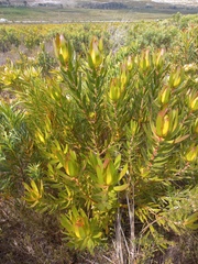 Leucadendron laureolum