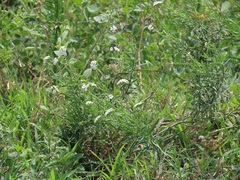 Heliotropium steudneri